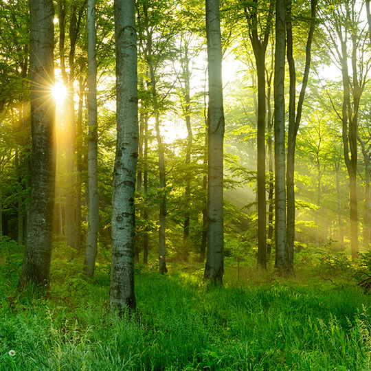 arboles y sol